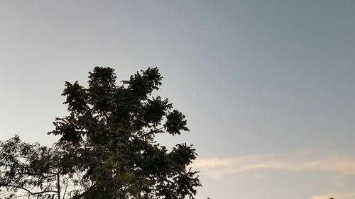 Low angle view of silhouette tree against sky