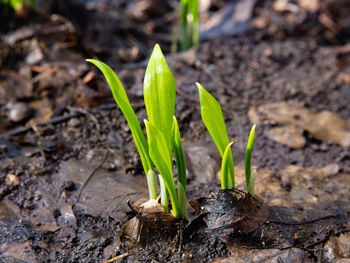 Plant growing on field