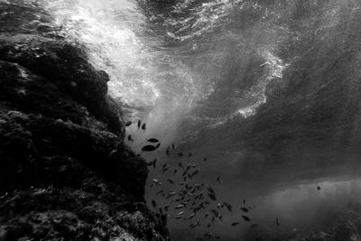 Fish swimming undersea