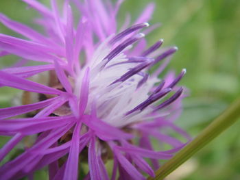 Close-up of flower blooming outdoors