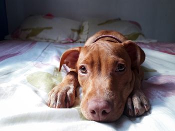 Close-up portrait of a dog resting on bed