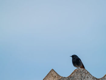 Low angle view of pigeon perching