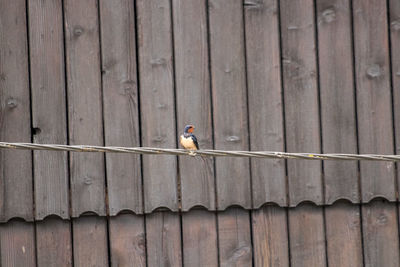 Close-up of bird perching on wooden fence