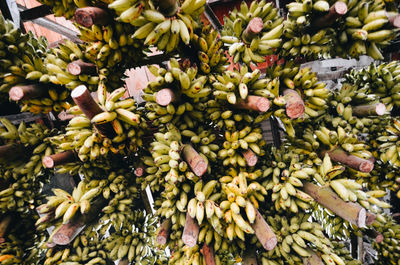 Full frame shot of plants