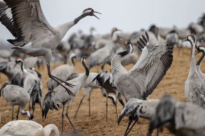 Cranes dancing at lake hornborga