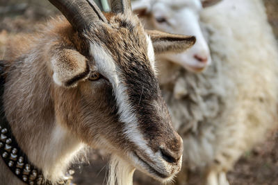 Close-up of goat on field