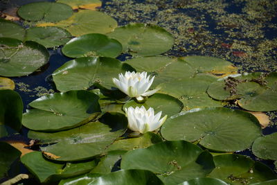 Close-up of lotus water lily in pond