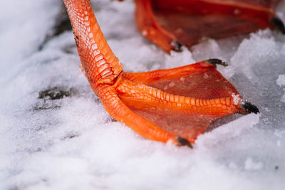 Close-up orange foot of duck