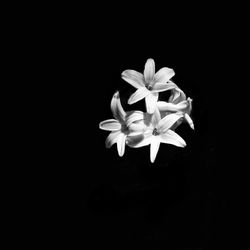 Close-up of flower over black background