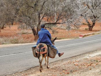 Rear view of man riding donkey on road