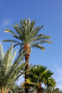 palm tree