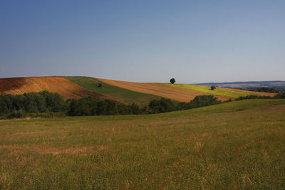 Scenic view of field against clear sky