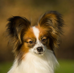 Close-up of cute puppy on field 