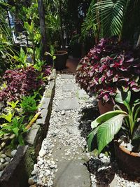 View of flowering plants in garden