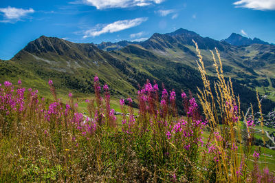 Purple flowering plants by land against sky