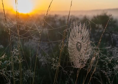 Close-up of  spider web covered in dew droos on plant at field at sunrise