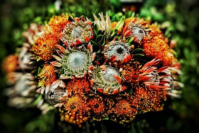 Close-up of flowers