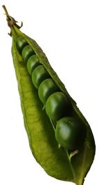 Close-up of green chili pepper against white background