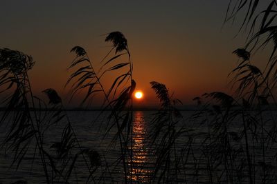 Silhouette trees by sea against sky during sunset