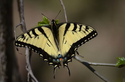 Close-up of butterfly pollinating flower