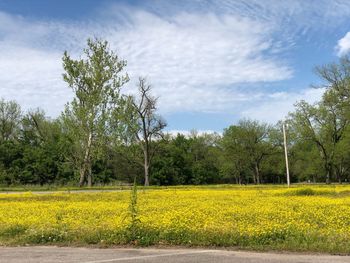 Scenic view of field by trees against sky