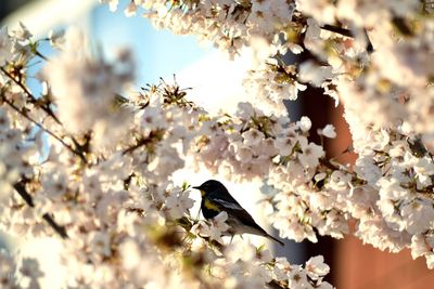 Bird perching on cherry blossom tree