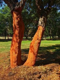 Trees on field