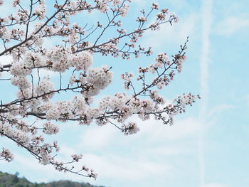 Low angle view of cherry blossoms against sky