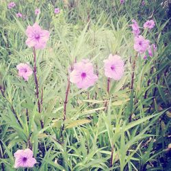 Close-up of pink flowers