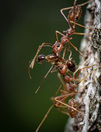 Close-up of insect on plant
