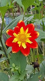 Close-up of red flowers