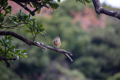 Close-up of bird perching on branch