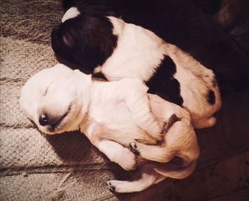 Close-up of puppy sleeping