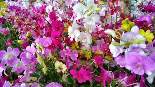 Close-up of pink flowering plants