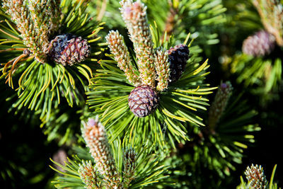 Close up of a pine cone of a wild mountain pine in monte baldo near lake garda, verona, italy