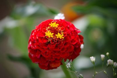 Close-up of red flower in bloom