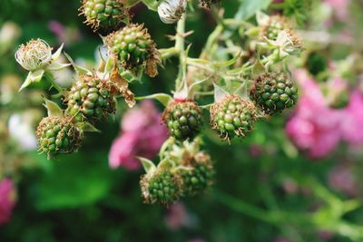 Close-up of berries growing on tree