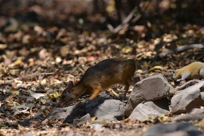 Close-up of lizard on land