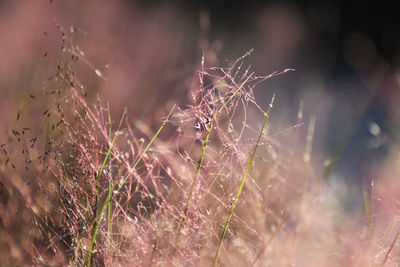 Close-up of dry plant on field