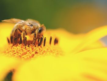 Close-up of bee pollinating on yellow flower