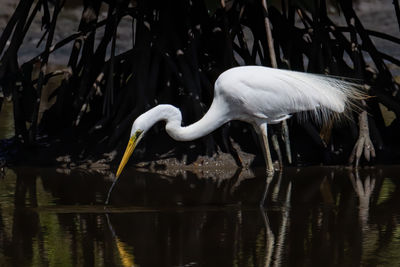 View of birds in lake