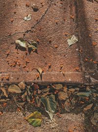 High angle view of dry leaves on wall