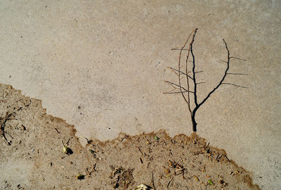 Bare tree on sand