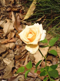 Close-up of rose blooming outdoors