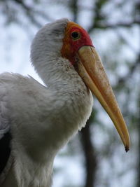 Close-up of a yellow-billed stork