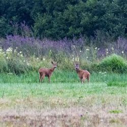 Deer in a field