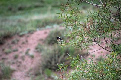 Bird perching on a tree