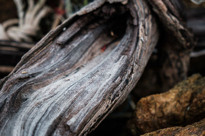 Close-up of tree trunk in forest