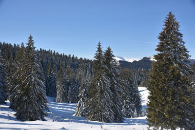 Pine trees on snow covered land against sky