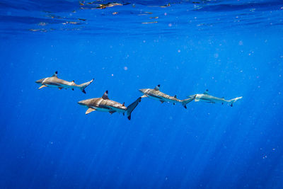 Flock of birds swimming in sea